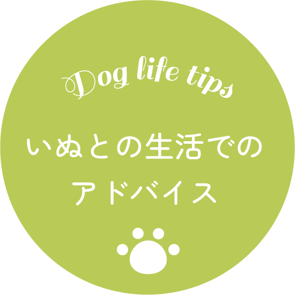 いぬとの生活でのアドバイス